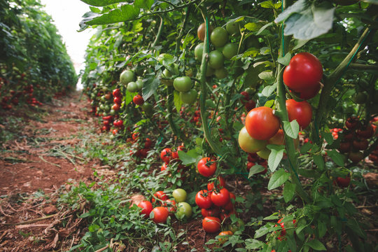 Fresh ripe natural, organic and delicious red tomatoes hanging on the vine of a tomato plant in the garden or greenhouse