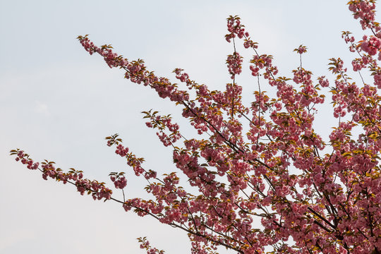 Nice tree with pink blossoms