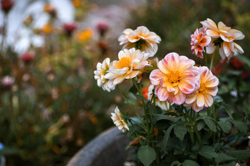 flowers in the garden