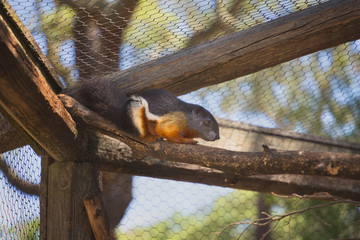 Prevost's squirrel, callosciurus prevostii, at zoo, Colour Photo, Alentejo, Portugal
