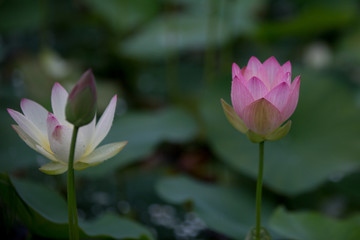 蓮の花