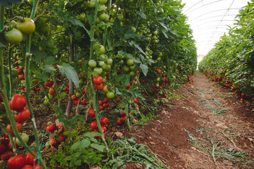 Fresh ripe natural, organic and delicious red tomatoes hanging on the vine of a tomato plant in the garden or greenhouse