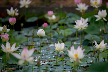 蓮の花