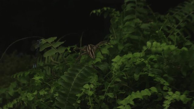 Wolfspider trying to capture damselflies 1210 3