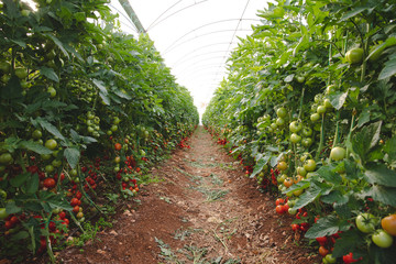 Fresh ripe natural, organic and delicious red tomatoes hanging on the vine of a tomato plant in the...