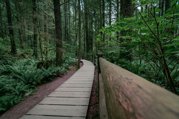 Fototapeta premium Lost in the a forest straight out of a fantasy novel