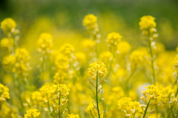 Yellow wildflowers blooming in Colorado southwest Rocky Mountains