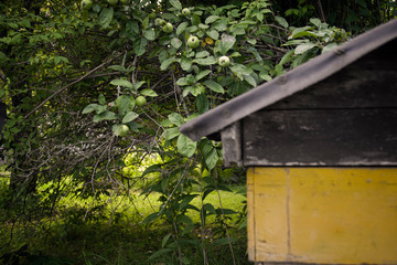 apples garden and beehive