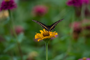 A black swallowtail butterfly with yellow and black coloring in a garden full of purple, pink, red, and orange zinnia flowers