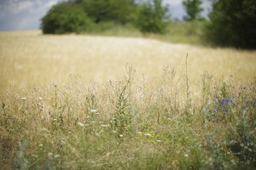 grass on the shore of lake