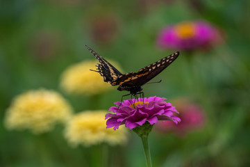 A black swallowtail butterfly with yellow and black coloring in a garden full of purple, pink, red, and orange zinnia flowers
