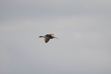 Curlew in flight