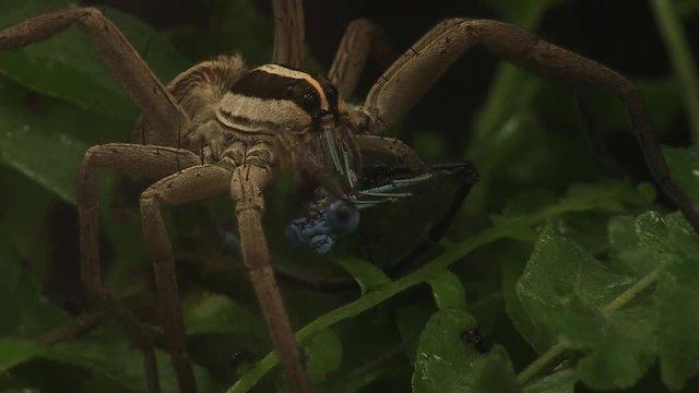 Wolfspider feeds on damselfly 1210 7.mov