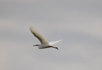 egret in flight
