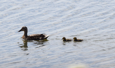 duck with ducklings in water