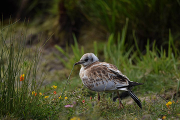 Seagull in the riverbank