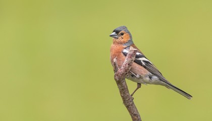 A Chaffinch perching on a branch with a green background 
