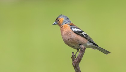 Fototapeta premium A Chaffinch perching on a branch with a green background 