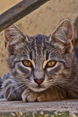 A little cat on the stairs of an old house