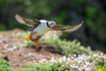 bird in flightAn Arctic Puffin in flight 