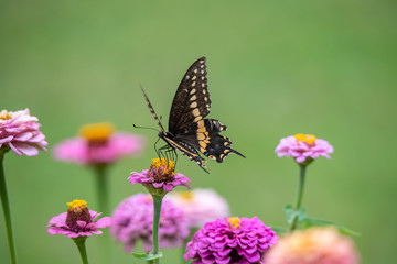 Fototapeta na wymiar A black swallowtail butterfly with yellow and black coloring in a garden full of purple, pink, red, and orange zinnia flowers