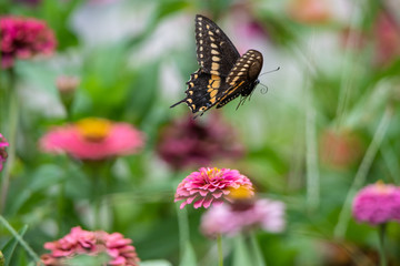 A black swallowtail butterfly with yellow and black coloring in a garden full of purple, pink, red, and orange zinnia flowers