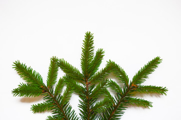 White isolated minimalistic background with  branch of fir-tree. Top view. Place for text. Christmas concept