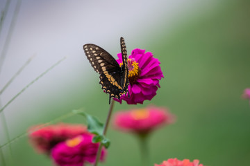 A black swallowtail butterfly with yellow and black coloring in a garden full of purple, pink, red, and orange zinnia flowers