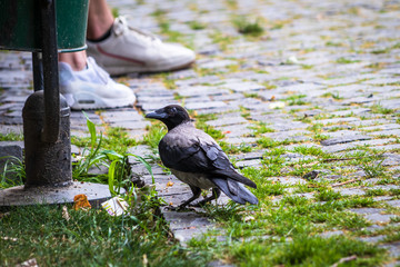 Ravens in a park look for food in a grass