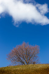 winter mountain trees in matese park