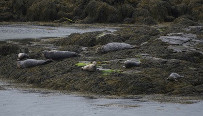 Wild Seals basking on rocks in the Outer Hebrides 