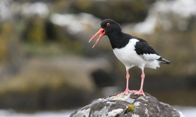 An Oystercatcher foraging on rocks