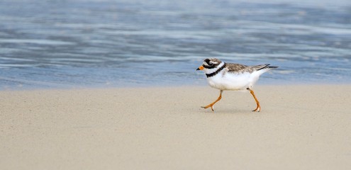 A Ringed Plover foraging on a beach 