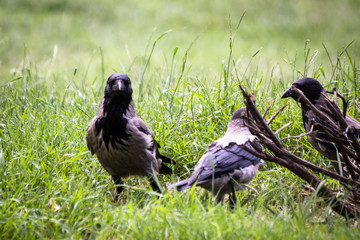 Ravens in a park look for food in a grass