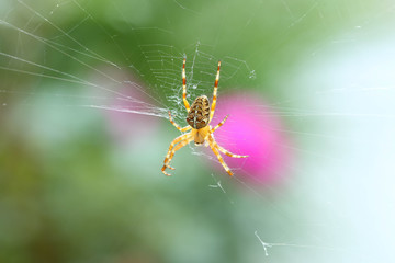 Makro Kreuzspinne Hintergrund