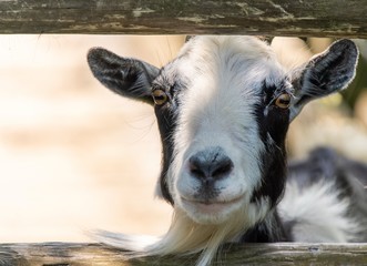 A close up photo of a goat