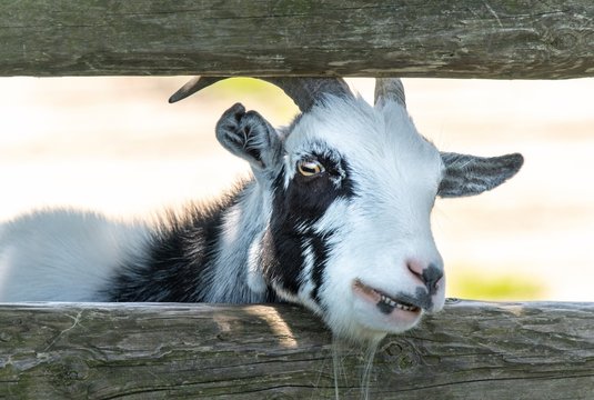A close up photo of a goat