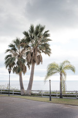 palm tree along the road in spain