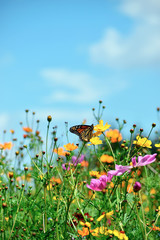 Butterfly Climbs on a Wildflower - obrazy, fototapety, plakaty