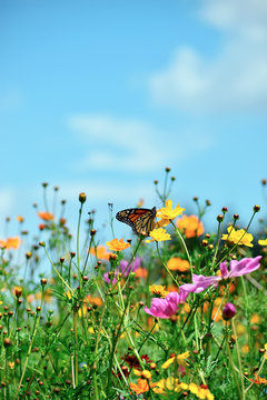 Butterfly Climbs on a Wildflower