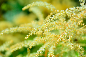 Aruncus dioicus or goat beard white plant close up . Fluffy white. Abstract natural background.