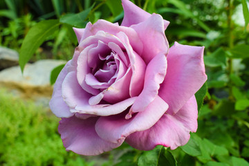 Close-up of roses flower blossoming in the garden. Beautiful, delicate rose in the garden.