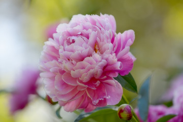 Fototapeta premium A beautiful pink peony on a vivid and natural background
