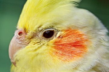 portrait of a parrot