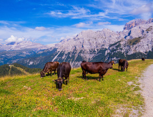 Cows on the Doss del Sabion, Trentino-Alto Adige, Dolomites, north Italy 