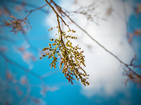 Flor de Aroeira