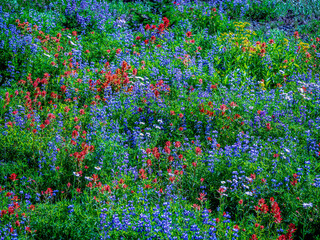 Wildflower Meadow
