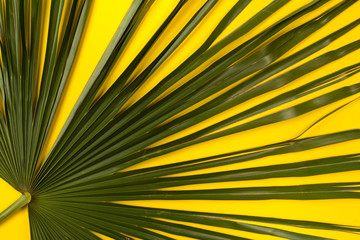 Big palm leaf on yellow background. Top view.