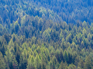 Fir Trees Forest, Dolomites, north Italy