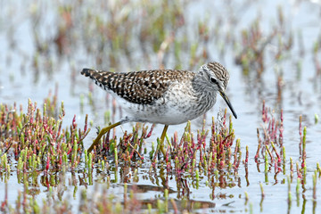 Bruchwasserläufer (Tringa glareola) - Wood sandpiper